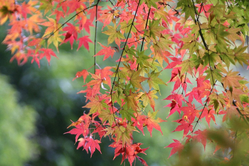 久しぶりに相模原の道保川公園を散歩　木は紅く染まっていました
